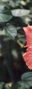ΟΝΟΜΑ Hibiscus rosa-sinensis Malvaceae ΥΨΟΣ ΠΛΑΤΟΣ ΑΝ ΝΘΟΦΟΡΙΑ ΦΥΛΛΩΜΑ ΑΠΑΙΤΗΣΕΙΣ ΑΝΘΕΚΤΙ Φυλλοβόλο 3 m 3m Κόκκινο Ιούνιο- Οκτώβριο 4.