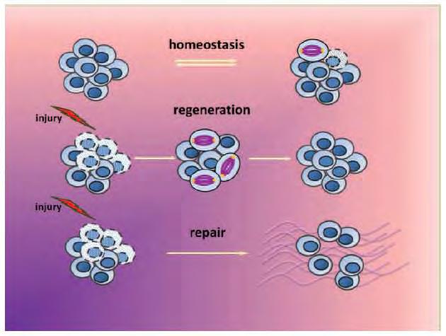 Κυρίως θέμα Κεφάλαιο 1ο Ομοιόσταση φυσιολογικού ιστού Όλοι οι ιστοί πρέπει συνεχώς να αντικαθιστούν τα κατεστραμμένα ή νεκρά κύτταρα καθ 'όλη τη διάρκεια της ζωής του οργανισμού.