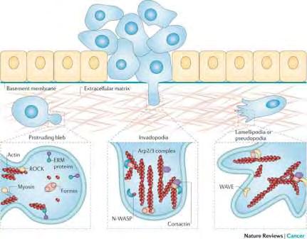 τονιστεί ότι τα διεισδυτοπόδια υφίστανται συνεχείς αλλαγές και δεν αποτελούν μόνιμο φαινότυπο μέσα σε κάποιο κύτταρο. Εικόνα 6: Διεισδυτοπόδια.