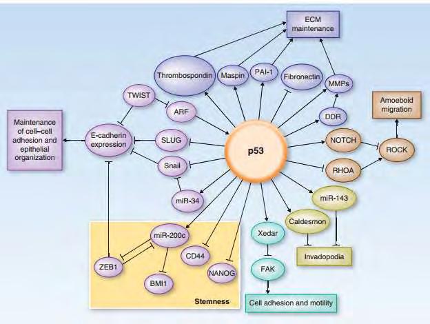 Εικόνα 13: Σηματοδοτικά μονοπάτια μετάστασης και ο ρόλος του γονιδίου p53 Η συμβολή των καθεψινών στη διαδικασία εισβολής σε ανθρώπινους καρκίνους είναι καλά τεκμηριωμένη, αν και οι ακριβείς