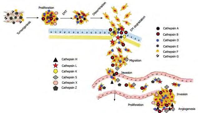 4. Καθεψίνες που μεσολαβούν στην αγγειογένεση 5. Καθεψίνες που προκαλούν EMT (Mai et al, 2002).