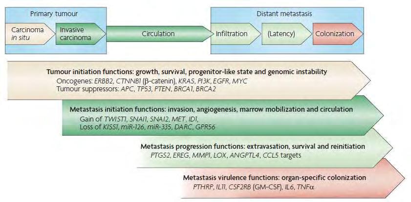 Εικόνα 17: Τα βασικά βήματα της μετάστασης και οι υποθετικές κλάσεις των μεταστατικών γονιδίων Τα βασικά στάδια της διήθησης και της μετάστασης περιλαμβάνουν τα εξής: 1) αποκόλληση των καρκινικών