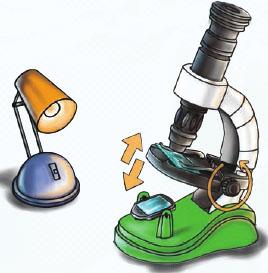 Naučite se tehnike priprave, ki jo potem lahko uporabite pri preučevanju različnih vzorčkov pod mikroskopom.
