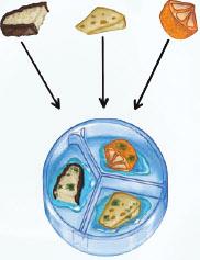 Opazujte brezbarvne celice in rdeče celice ter poglejte zrnatost rdeče sestavine (antociani) v tkivu.