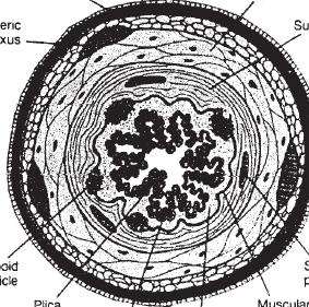 Σχήµα 5. Εγκάρσια διατοµή (cross-section) του παχέος εντέρου στην οποία απεικονίζονται 4 κύρια επίπεδα του τοιχώµατος του γαστρεντερικού σωλήνα.