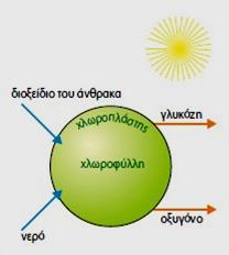 Τα προϊόντα της φωτοσύνθεσης 1. γλυκόζη: σύνθεση άλλων ουσιών (άμυλο), απαραίτητων για το φυτό.