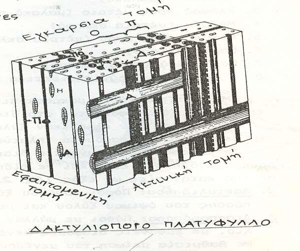 Μακροσκοπική εμφάνιση