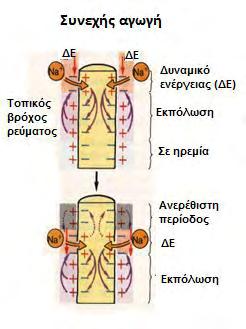 Το δυναμικό ενέργειας, που είναι η εκπόλωση της κυτταρικής μεμβράνης πάνω από ένα κατώφλι λόγω της ροής ιόντων, διαδίδεται με δύο τρόπους: με συνεχή αγωγή ή με αλματώδη αγωγή.