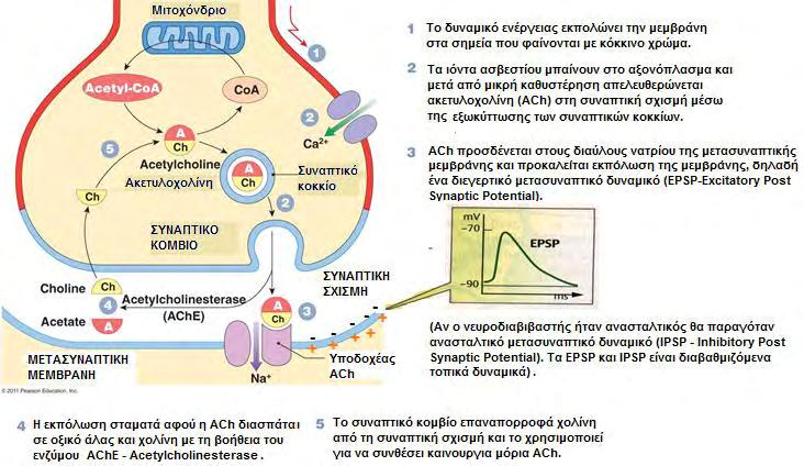 Σχήμα 7. Η συναπτική διαβίβαση σε μια χολινεργική σύναψη. 1.