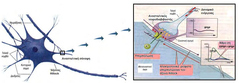 Σχήμα 8. Αριστερά: Ένας μετασυναπτικός νευρώνας και τμήματα των νευραξόνων των προσυναπτικών νευρώνων με τις νευρικές απολήξεις τους. Δεξιά: Μεγέθυνση της περιοχής μιας ανασταλτικής σύναψης.