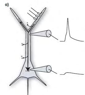 οπισθόδρομου δυναμικό (ΒΑP- Back propagating Action Potential) (σχήμα 10β) το οποίο επάγει συναπτική πλαστικότητα και απελευθέρωση νευροδιαβιβαστών από τους δενδρίτες.