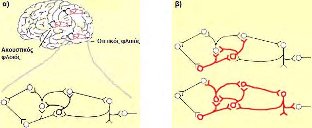 1.9 Μακρόχρονη ενδυνάμωση (Long-term potentiation (LTP)) [1], [5] Κάθε φορά που μαθαίνουμε κάτι, τα νευρωνικά κυκλώματα, που αποτελούνται από νευρικά κύττταρα τα οποία επικοινωνούν μεταξύ τους με