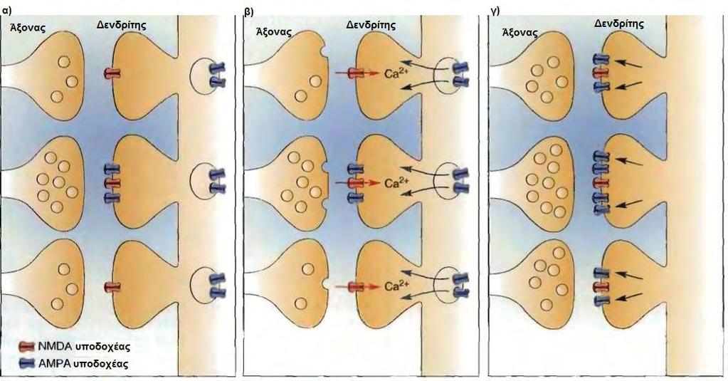 διαιρούνται, δημιουργώντας έτσι νέες συνάψεις με τον ίδιο προσυναπτικό νευρώνα οι οποίες αυξάνουν την διαθέσιμη προς πρόληψη νευροδιαβιβαστή, μετασυναπτική επιφάνεια.