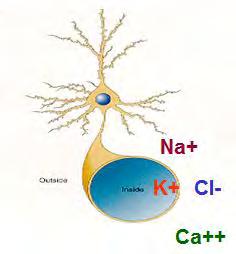 παράδειγμα, επιλεκτικός στα ιόντα του καλίου, μια δύναμη, η χημική κλίση (σχήμα 2), οδηγεί τα θετικά ιόντα Κ + από το εσωτερικό προς το εξωτερικό του κυττάρου.