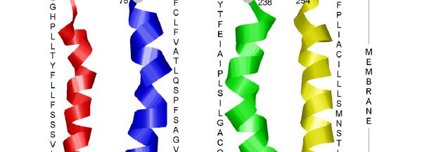 MEMBRANSKI RECEPTR BILITRANSLKAZA Receptor,ki skrbi za transport organskih