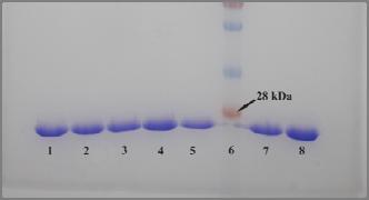PRIPRAVA TARČNEGA PRTEINA Protein lahko pridobimo na dva načina: 1.Izolacija iz izvornega vira 2.Kloniranje gena in ustavitev le-tega v primerni ekpresijski sistem (npr.