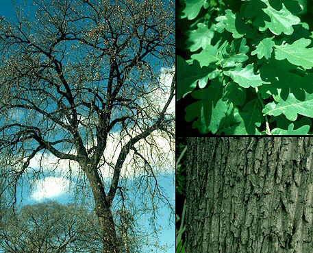 MADEIRA DE CARBALLO (Quercus robur L.