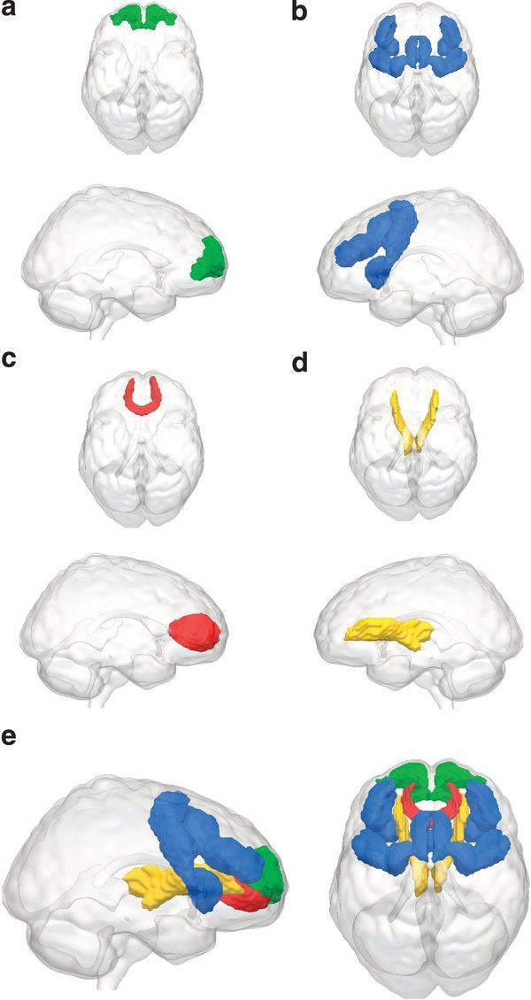 Regions of interest: a) BA10 b) The Multiple Demand (MD) System c) The Forceps Minor (FM) passing through the genu