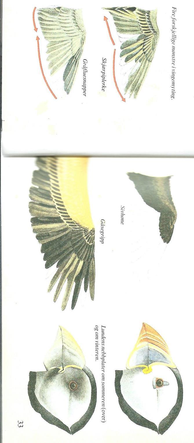 Πτερόρροια Τα φτερά υπόκεινται σε μια φυσιολογική φθορά και αντικαθίστανται σε συγκεκριμένες περιόδους. Αυτές μπορεί να είναι μέχρι τρεις κάθε χρόνο.