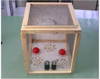 εργαστήριο με (α) πλαστικά φιαλίδια που περιείχαν νερό, (β) τρυβλία Petri με τροφή