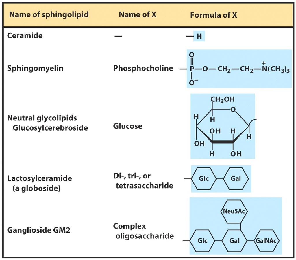 Σφιγγολιπίδια Σφιγγομυελίνη (φωσφορυλοχολίνηη κεφαλη):συστατικό της μυελίνης πουπεριβάλλει τα νευρικά κύτταρα Κερεβροζίτης (γλυκόζη ή
