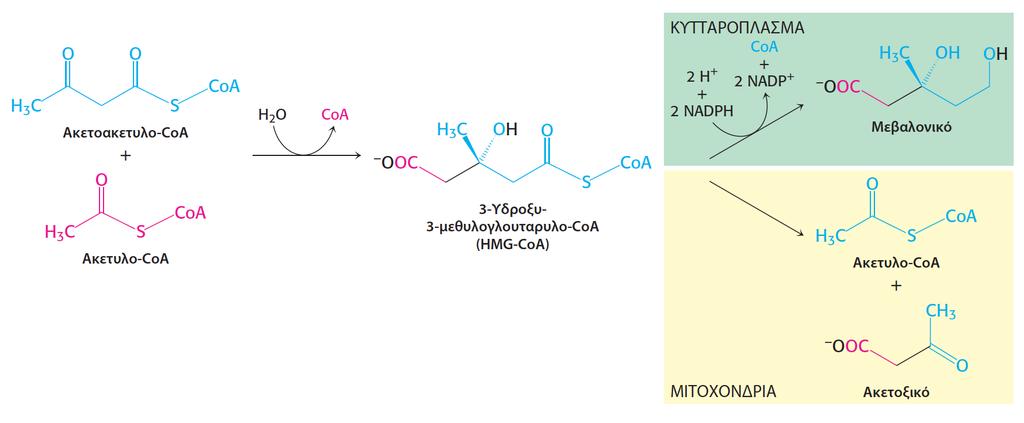 Σύνθεση τηςχολεστερόλης HMG CoA αναγωγάση Όλα τα άτομα άνθρακα προέρχονται από ακετυλο CoA Το πρώτο στάδιο στη σύνθεση της