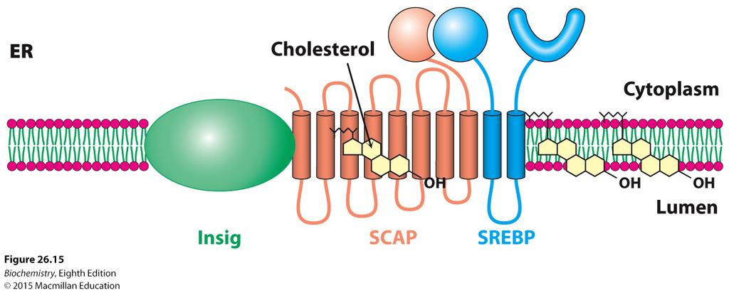 Ρύθμιση της σύνθεσης της χολεστερόλης Όταν τα επίπεδα της χοληστερόλης είναι επαρκή, SCAP δεσμεύει τη χοληστερόλη, η οποία προκαλεί μια αλλαγή στην SCAP που επιτρέπει SCAP να