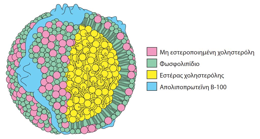 χαμηλής