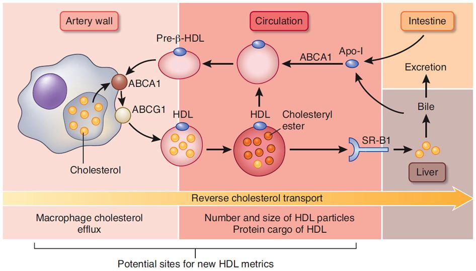 Αντίστροφη μεταφορά χοληστερόλης Nature Medicine 18,1346 1347 (2012) Σ αυτή τη διαδικασία, HDL απομακρύνει τη χοληστερόλη από τα μακροφάγα και την μεταφέρει στο ήπαρ για χρήση ως χολικά άλατα ή