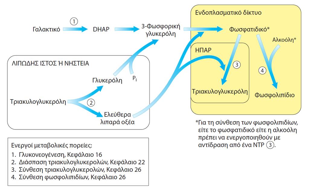 Σύνθεση των τριγλυκεριδίων και