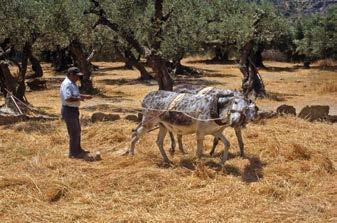 κρασάτο» Όμηρος, Οδύσσεια, ραψωδία τ (Μετάφραση: Ν. Καζαντάκης - Ι.