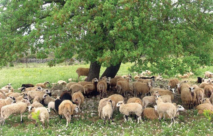 Δίκτυο NATURA 2000, Υπηρεσίες Οικοσυστημάτων Αγροτικών Περιοχών της Κρήτης Εκτός όμως από την ελιά και το αμπέλι, η Κρήτη παράγει μία μεγάλη ποικιλία φρούτων και λαχανικών, γνωστά σε όλη την Ελλάδα