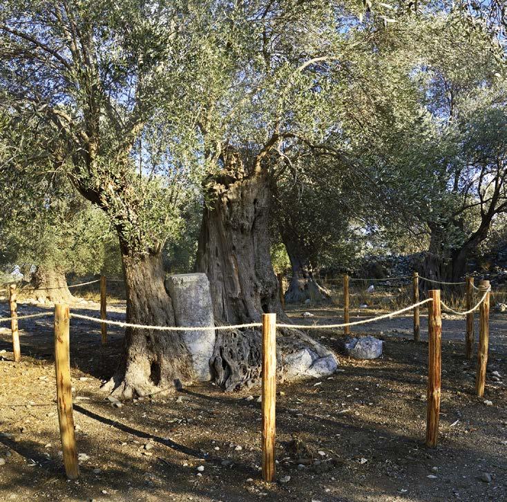 Δίκτυο NATURA 2000, Υπηρεσίες Οικοσυστημάτων Αγροτικών Περιοχών της Κρήτης Άλλο παράδειγμα πολιτιστικών υπηρεσιών που προσφέρουν τα αγροτικά οικοσυστήματα στην κρητική κοινωνία αφορά την ελιά.