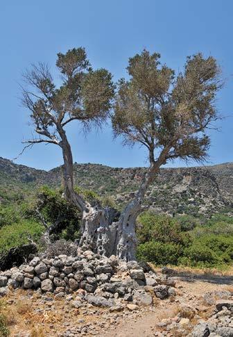 3 Υπηρεσίες Οικοσυστημάτων και Δίκτυο NATURA 2000 Απεικόνιση κλαδιού