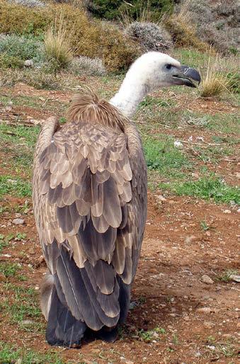 ζώων. Γερακίνα ή λαγουδογέρακο (Buteo buteo).