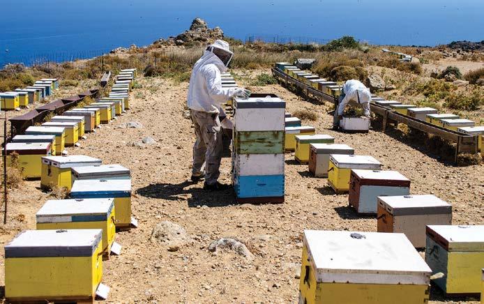 Δίκτυο NATURA 2000, Υπηρεσίες Οικοσυστημάτων Αγροτικών Περιοχών της Κρήτης 4.