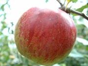 Granny Καρπός Σάρκα λευκοκίτρινη, Smith: μεγάλος, τραγανή, ψηλός, Όψιμο χυμώδης κωνικός, μήλο, και ωριμάζει υπόξινη. με φλοιό Συντήρηση το 1ο πράσινο 10ήμερο ( παχύ 6-7 του μήνες και Νοεμβρίου.