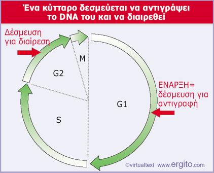 Σε συγκεκριμένα σημεία του κυτταρικού κύκλου τα κύτταρα δεσμεύονται να