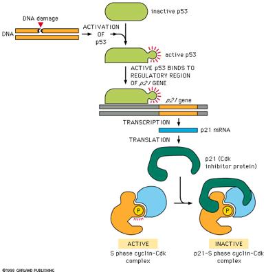 Η πρωτεΐνη p53 σταματά τον κυτταρικό κύκλο όταν το DNA έχει υποστεί βλάβες Αλλοίωση DNA ΕΝΕΡΓΟΠΟΙΗΣΗ ΤΟΥ p53 ανενεργό p53 ενεργό p53 ΤΟ ΕΝΕΡΓΟΠΟΙΗΜΕΝΟ p53 ΔΕΣΜΕΥΕΤΑΙ ΣΕ ΡΥΘΜΙΣΤΙΚΗ ΠΕΡΙΟΧΗ ΤΟΥ