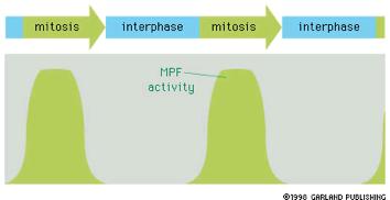 προγεστερόνη Ενεργότητα MPF Μικροένεση κυτταροπλάσματος