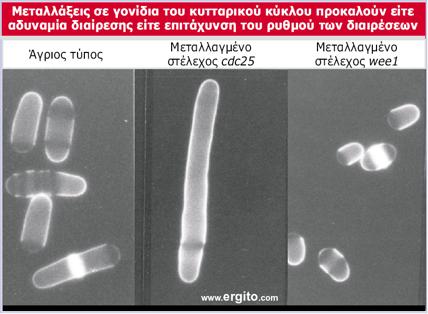 Γενετική απόδειξη της επίδρασης κυκλινών ή Cd κινασών