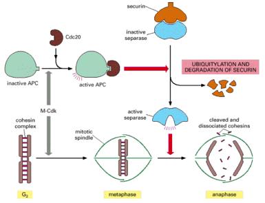 ενεργό APC ανενεργός σεπαράση ουβικιτινυλίωση & αποικοδομηση της σεκουρίνης ανενεργό APC Μ- κυκλίνη Ενεργοποιητική υπομονάδα (Cdc20) αλυσίδα πολυουβικιτίνης σύμπλοκο