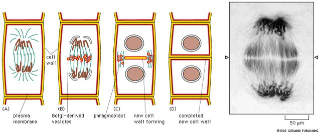 Τα φυτικά κύτταρα δεν σχηματίζουν συσταλτικό δακτύλιο κυτταρική μεμβράνη Κυστίδια