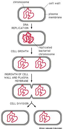 H κυτταρική διαίρεση στα βακτήρια χρωμόσωμα Κυτταρικό τοίχωμα Κυτταρική μεμβράνη ΑΝΤΙΓΡΑΦΗ ΤΟΥ DNA Tο βακτηριακό κύτταρο κάνει ότι και οποιοδήποτε άλλο κύτταρο κατά τη διαδικασία της διαίρεσης: 1.