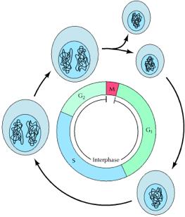 Η κυτταρική διαίρεση των ευκαρυωτικών κυττάρων περιγράφεται σαν ένας κύκλος Ο κυτταρικός κύκλος και τα στάδια του O ευκαρυωτικός κυτταρικός κύκλος διαιρείται στη µεσόφαση και στη φάση M