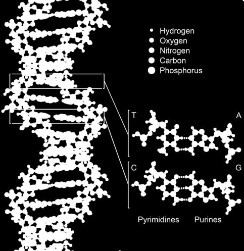 Δεσμός Υδρογόνου Παράδειγμα: Το μόριο
