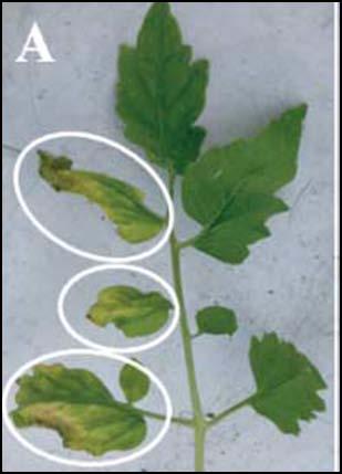 1. ΕΙΣΑΓΩΓΗ 1.1 ΠΑΘΟΛΟΓΙΑ ΤΟΥ ΜΥΚΗΤΑ VERTICILLIUM DAHLIAE 1.1.1 Βιολογικός κύκλος Ο μύκητας Verticillium dahliae είναι