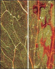 dahliae, όπως και για όλες τις NLPs (Pemberton and Salmond, 2004). A B C D Εικόνα 1.