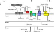 Prion diseases