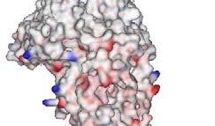 in 3 na površini proteinov aminokisline
